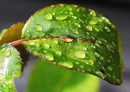 adjuvants