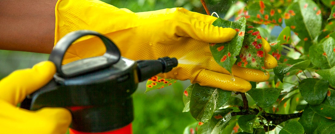 fungicides